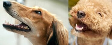 cani e curiosità su dentatura