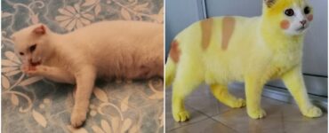 Gatto colorato di giallo dalla proprietaria