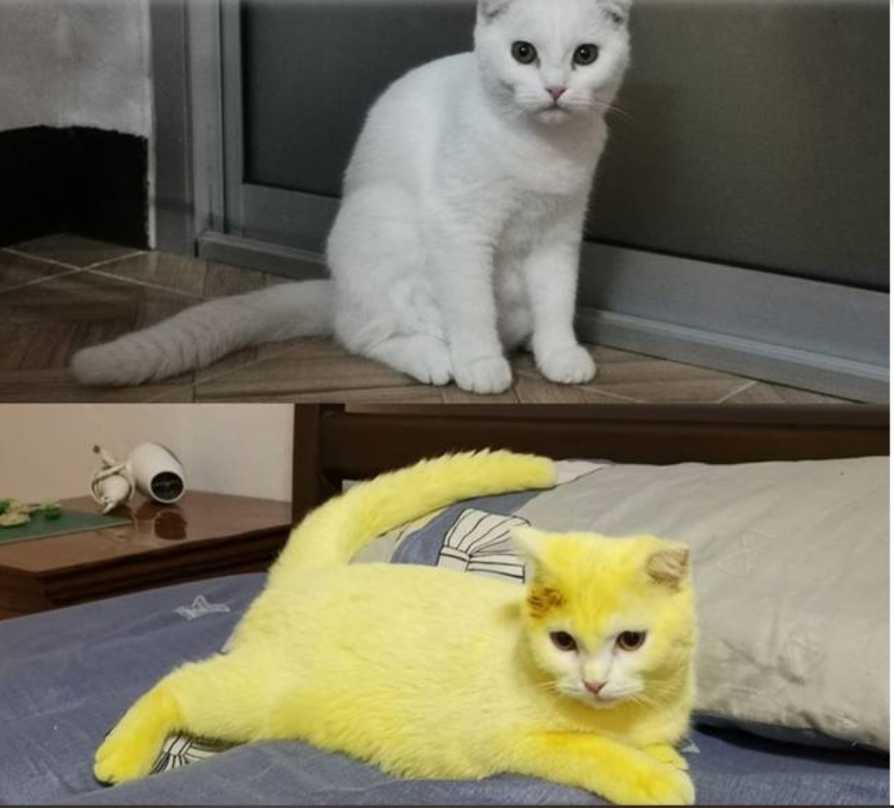 Gatto colorato di giallo dalla proprietaria