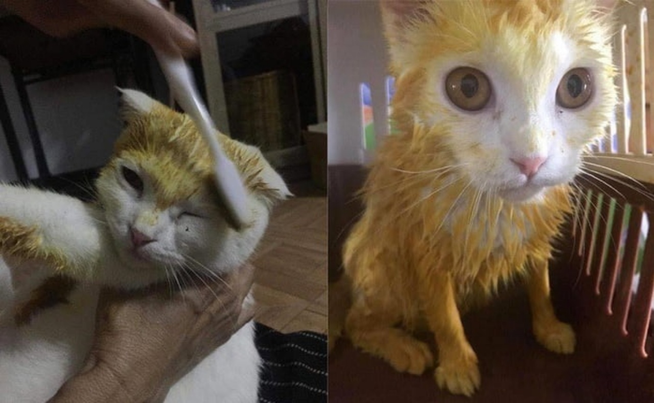 Gatto colorato di giallo dalla proprietaria