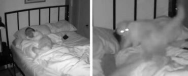 Gatto disturba il suo proprietario durante la notte mentre dorme