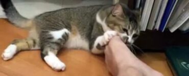 Gatto morde i piedi e le caviglia, perché?