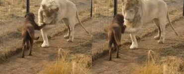 Leone e cane fanno amicizia