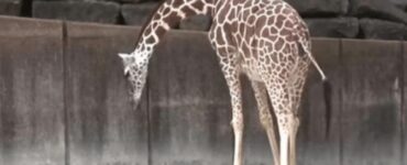 Mamma giraffa partorisce il suo primo figlio