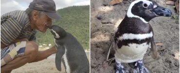 Un pinguino nuota per 8000 km per raggiungere l'uomo che gli ha salvato la vita