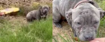 cane abbandonato in un campo