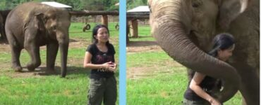 elefante curioso intervista