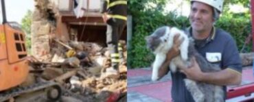 gatto salvato tra le macerie di un terremoto