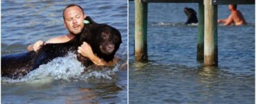 Orso si butta in acqua dopo essere stato sparato dal dardo tranquillizzante