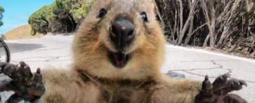 Quokka sorride