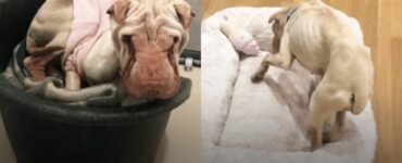 Shar Pei sottopeso