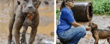 Cane prova l'amore per la prima volta