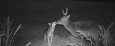 cane e cervo bacio