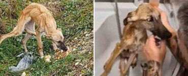 Cane viene salvato da un uomo e comincia a credere nell’amore