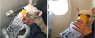 Bulldog Francese viaggia in aereo e si sente male