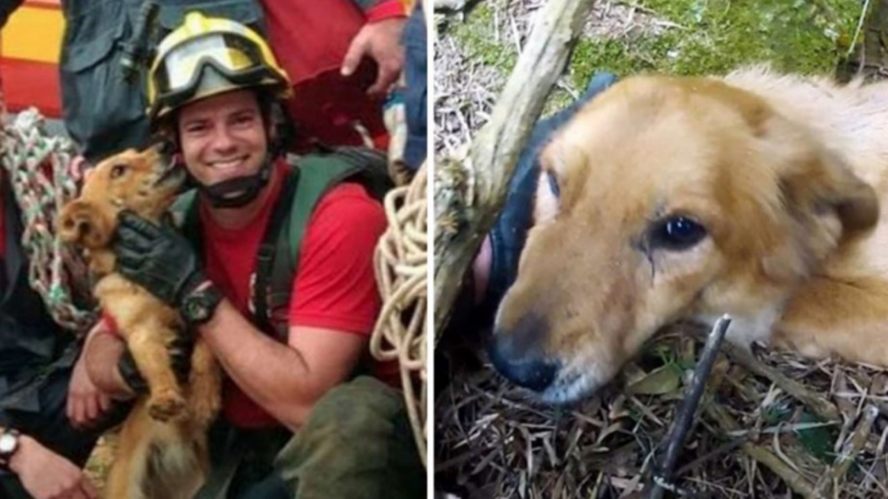 Cane cade dalla scogliera e lo salvano i vigili del fuoco