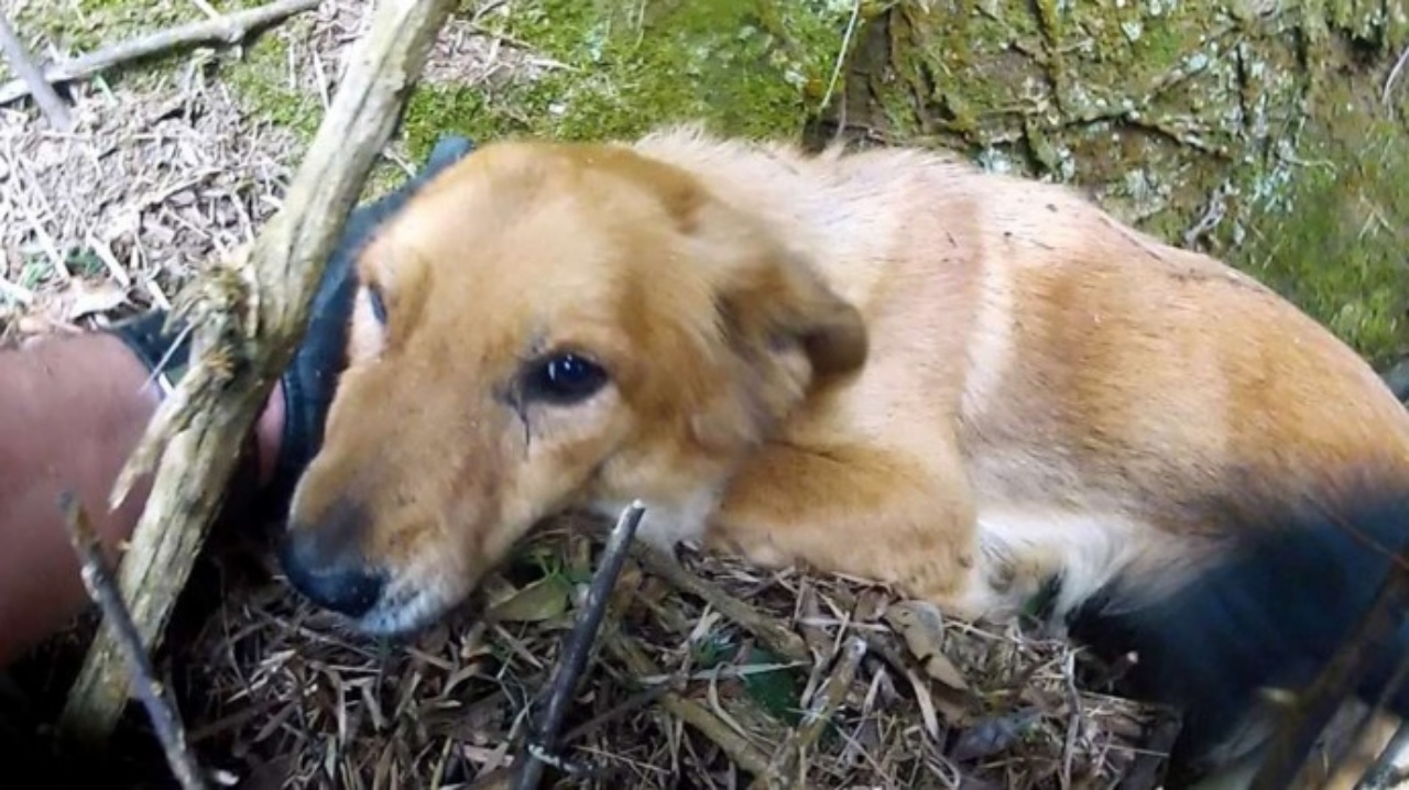 Cane cade dalla scogliera e lo salvano i vigili del fuoco