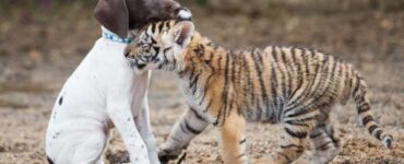 Cucciolo di tigre ed un cagnolino diventano migliori amici