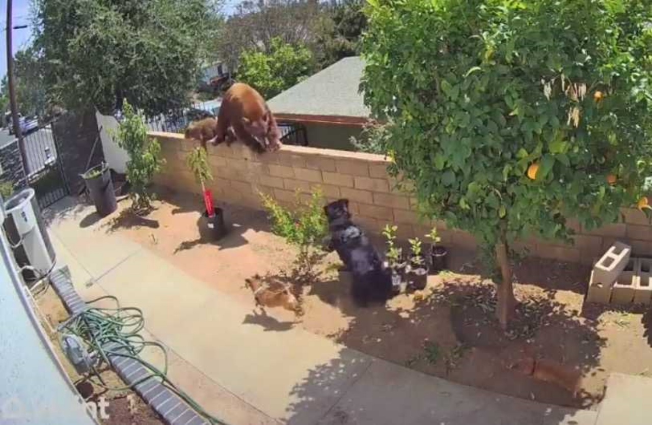 Donna protegge i cani dall'orso e si scaglia contro di lui