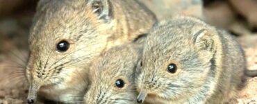 Gemelli di toporagno nascono allo zoo di Vienna