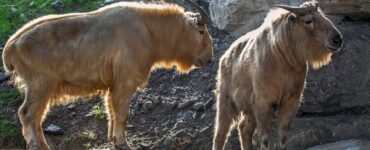 Incrocio tra una capra ed una mucca: nuova specie animale