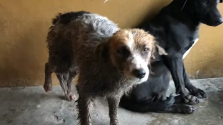 Questo povero Border Collie è stato abbandonato perché il suo padrone ha perso il lavoro