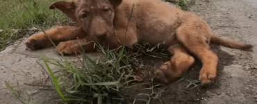 Cane viene abbandonato sul ciglio della strada