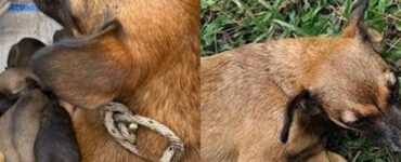 Mamma cane salvata con i suoi cuccioli