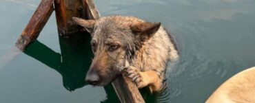 Cane abbandonato al lago