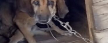 Cane liberato dopo molto tempo