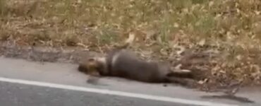 Cane abbandonato per strada