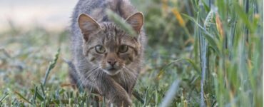 Il gatto-volpe della Corsica e la sua storia