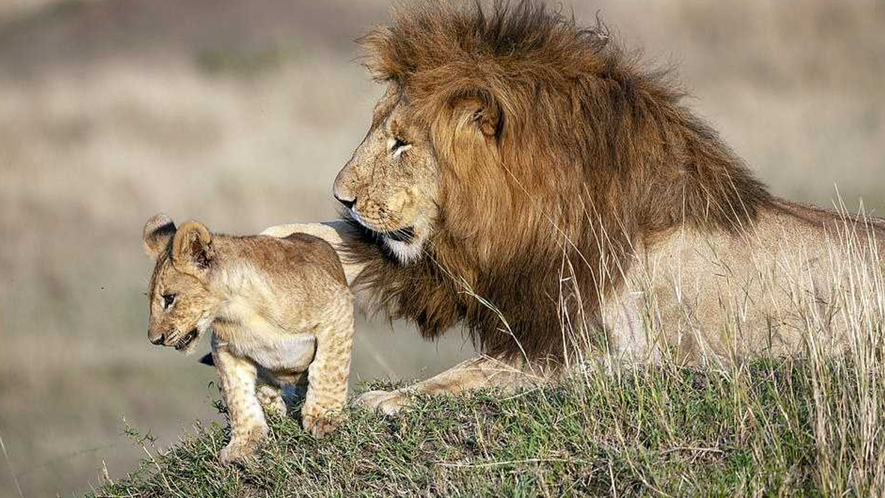 Лев со своими детьми