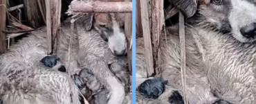 Mamma cane lotta con tutte le sue forze per i suoi cuccioli