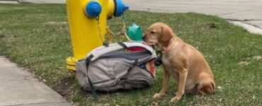 Cagnolina viene lasciata legata a un idrante