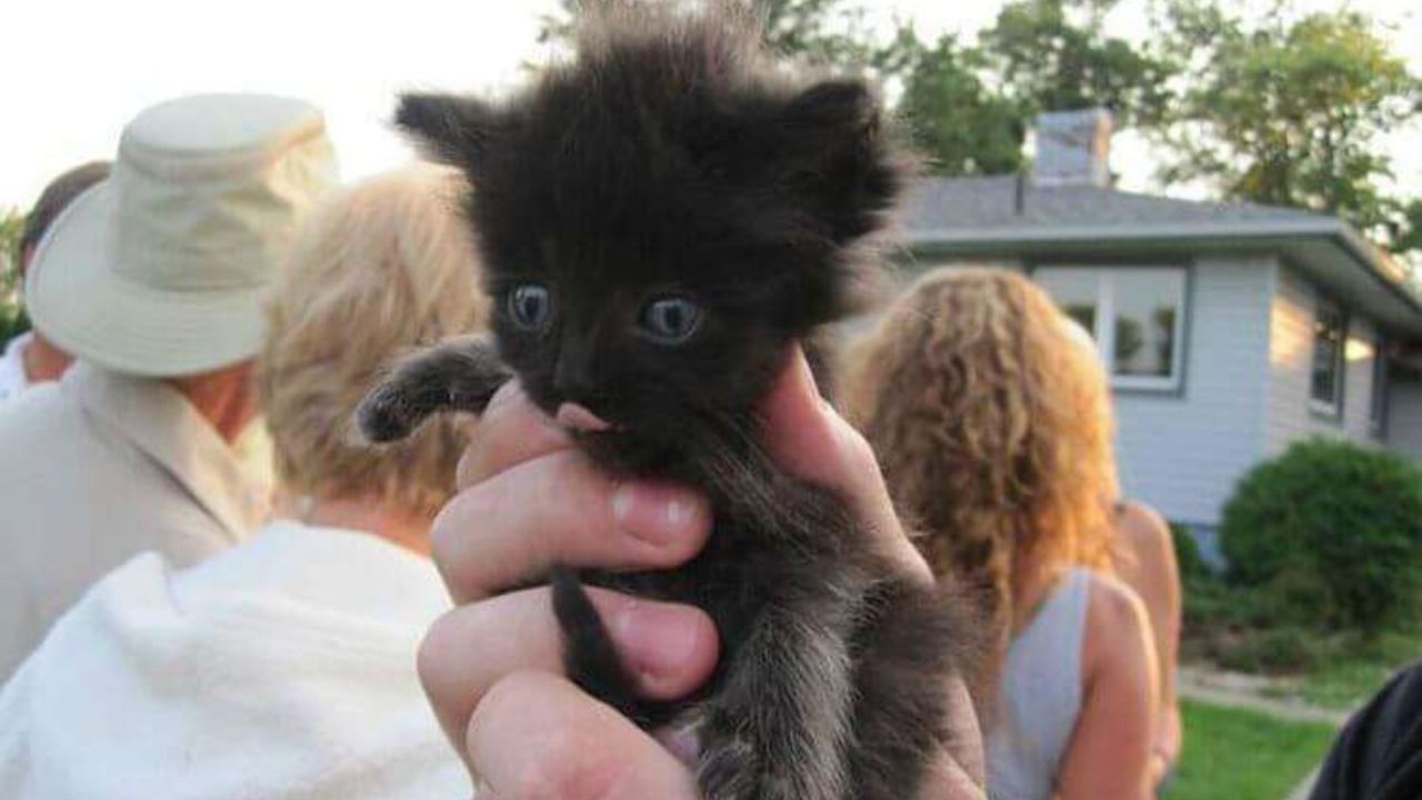 Gattino nero si lecca i baffi