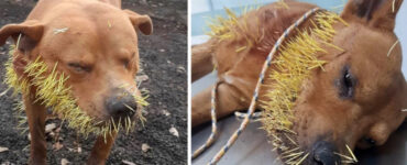 Questo povero cane è stato ritrovato con centinaia di aculei sul viso