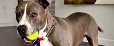 Elijah è un povero cane che è stato abbandonato perchè non riusciva più a vincere nei combattimenti