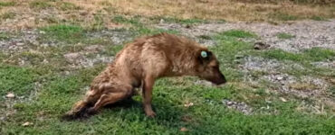 Cane paralizzato viene abbandonato tra gli orrori della guerra