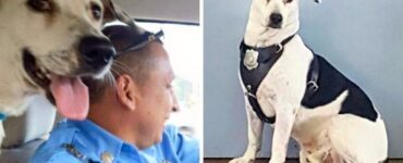 Cane adottato dagli agenti di polizia