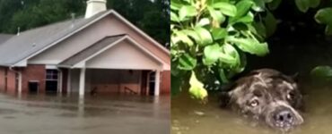 Cagnolone prova a sopravvivere in acqua