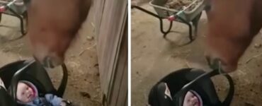 Cavallo culla un bambino per non farlo piangere