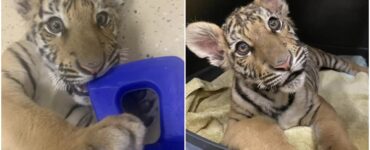 Cucciolo di tigre del Bengala spostato in un centro di recupero