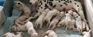 Dalmata partorisce 18 cuccioli: il veterinario ne aveva visti 3