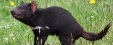 I diavoli della Tasmania stanno rinascendo in Australia