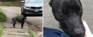 Donna salva un cagnolino randagio e lo adotta