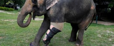 Elefante con protesi dopo aver perso una gamba