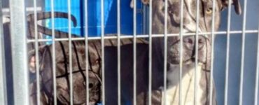 Eutanasia per due Pitbull: salvati dalla vicina di casa