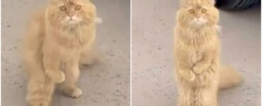 Gatto aveva bisogno di aiuto ed una donna gli salva la vita