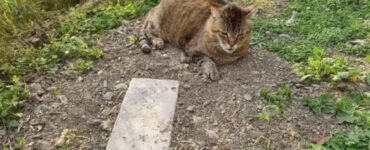 Gatto veglia sulla tomba del suo amico felino